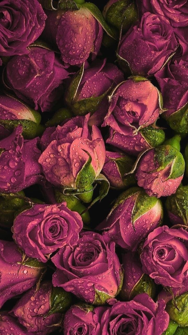 Valley of Roses scent inspiration