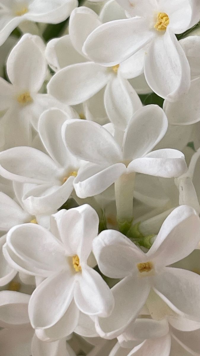 White Musk scent inspiration